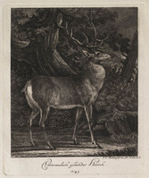 KG 01075
          <br/>
          Entwurf einiger Thiere. Dritter Theil. (18 bladen)
          <br/>
          <em>Ridinger, Johann Elias (1698-1767)</em>